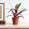 Tradescantia Spatheacea