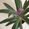 Tradescantia Spatheacea