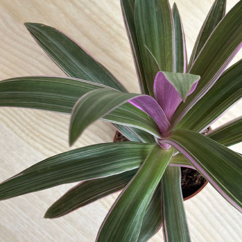 Tradescantia Spatheacea