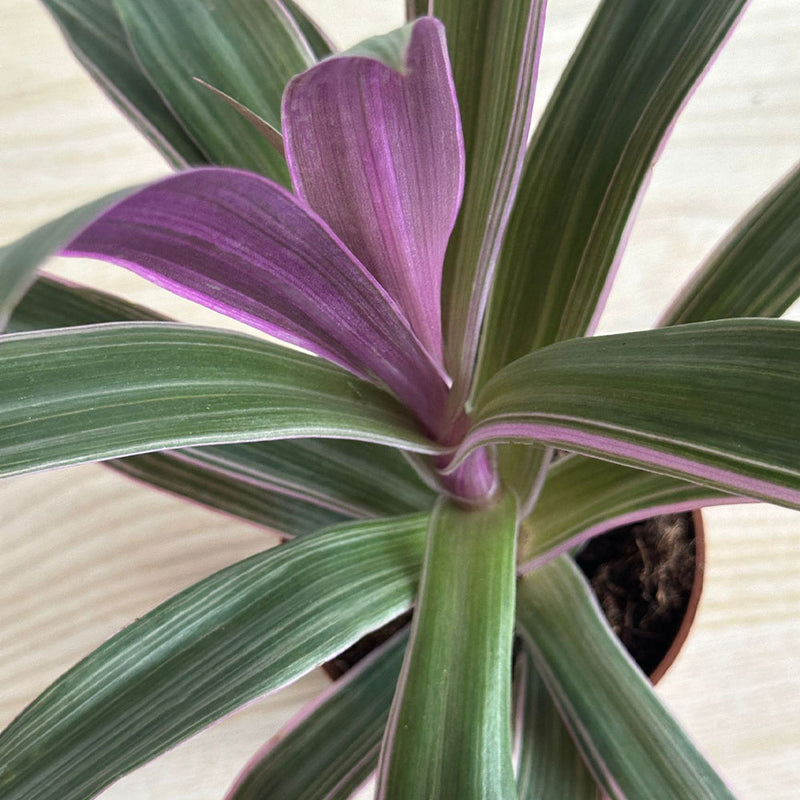 Tradescantia Spatheacea