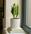 Euphorbia Trigona Cactus