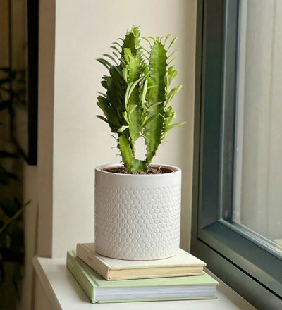 Euphorbia Trigona Cactus
