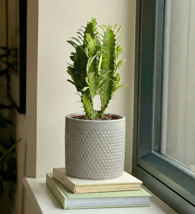 Euphorbia Trigona & Pot