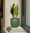 Euphorbia Trigona & Pot