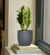 Euphorbia Trigona & Pot