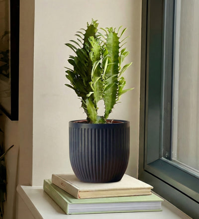 Euphorbia Trigona & Pot