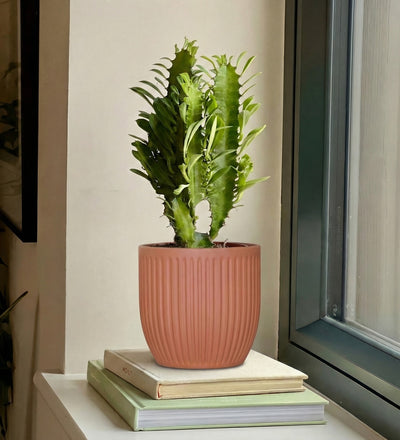 Euphorbia Trigona & Pot