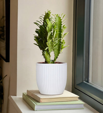 Euphorbia Trigona & Pot