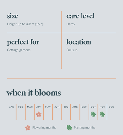 Tulip Purissima Bulbs - size, care level, ideal position and flowering months