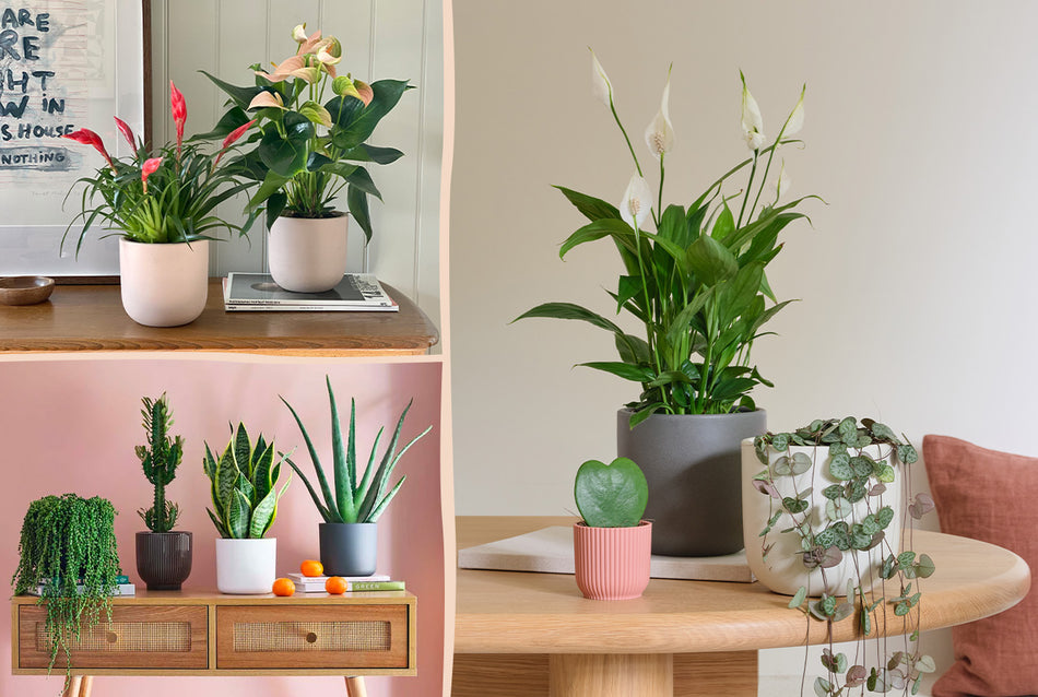 give a gift that grows