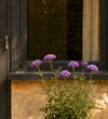 Verbena Trio