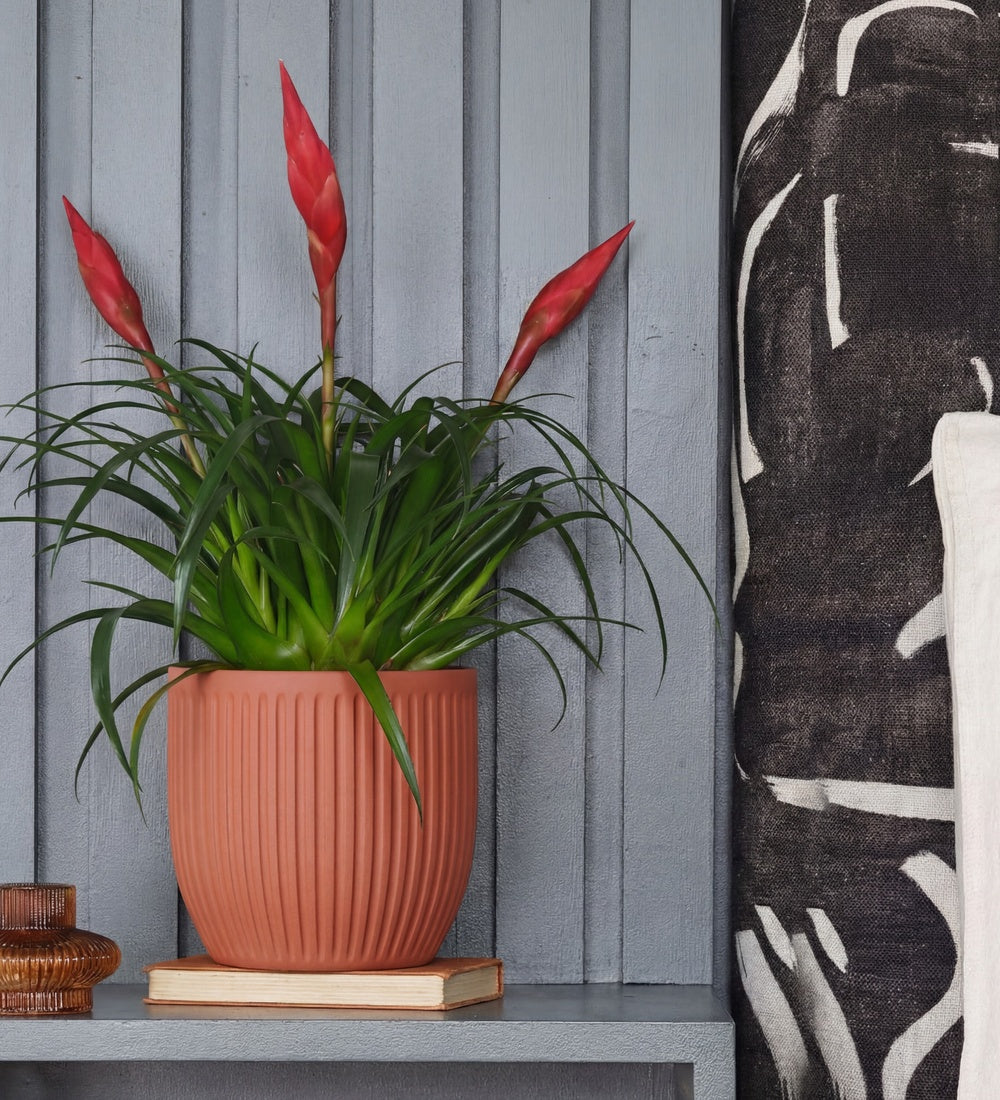 Vriesea Astrid & Pot