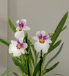 Scented Orchid & Pot