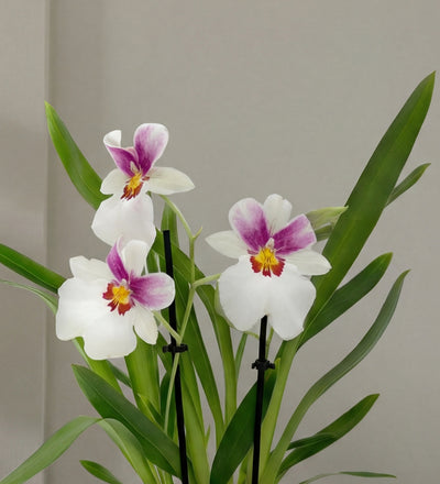 Scented Orchid & Pot