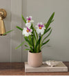 Scented Orchid & Pot