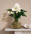 White Anthurium in Glass