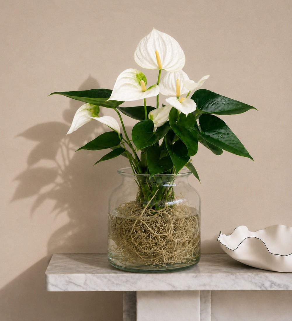 White Anthurium in Glass