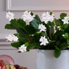 White Christmas Cactus & Pot