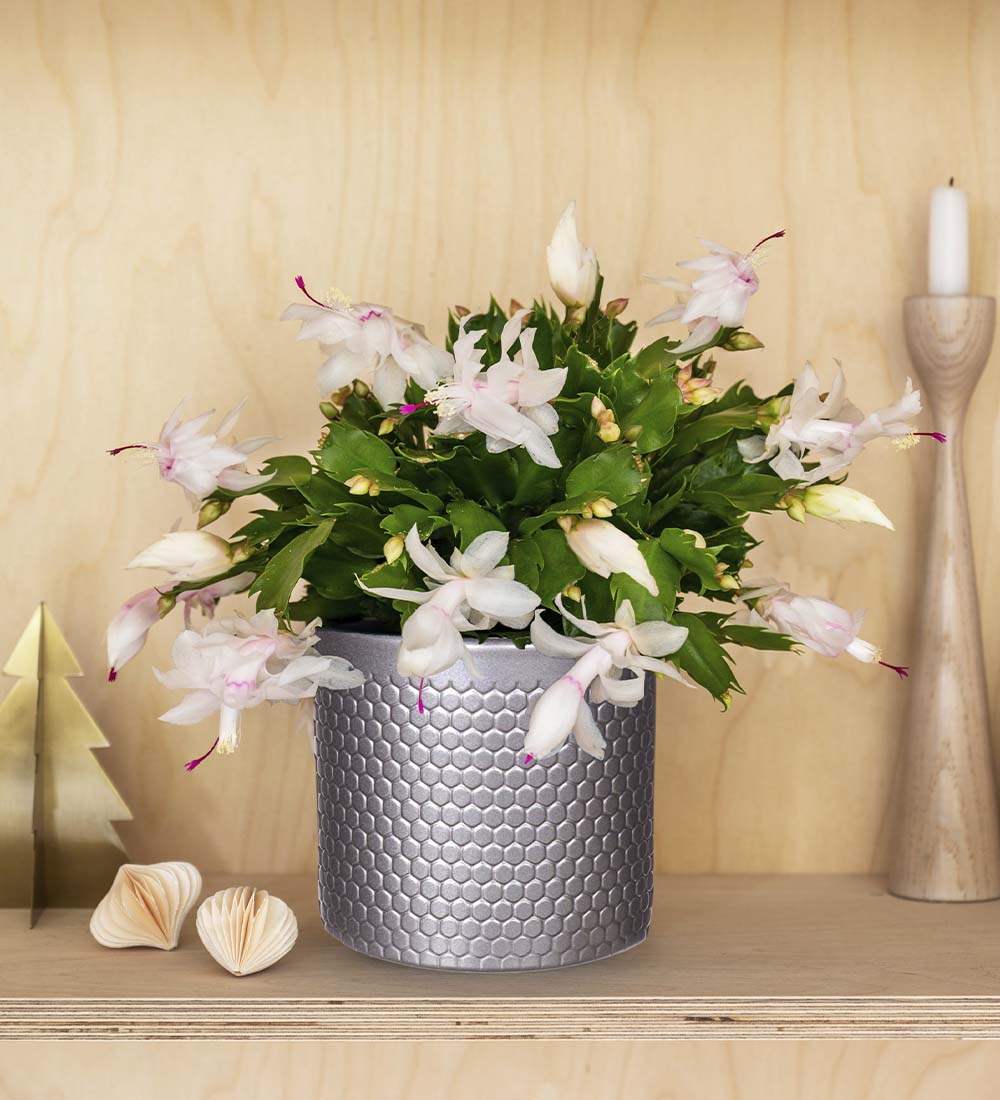 White Christmas Cactus & Pot