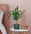 Yucca Plant & Pot