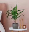 Yucca Plant & Pot
