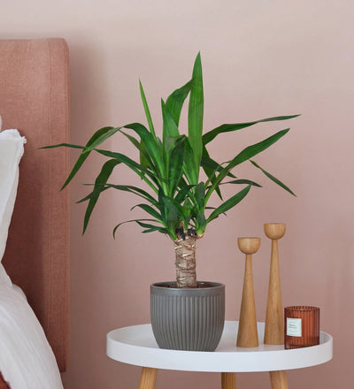 Yucca Plant & Pot