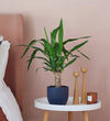 Yucca Plant & Pot