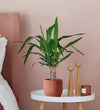 Yucca Plant & Pot