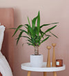 Yucca Plant & Pot