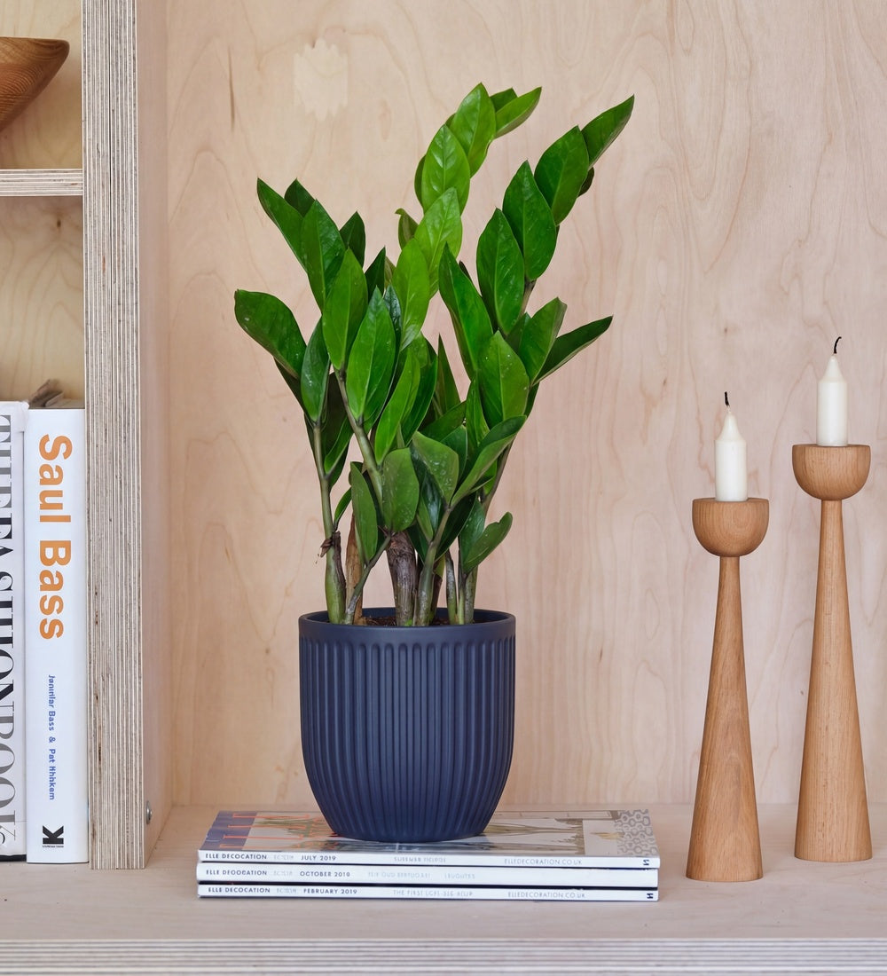 ZZ Plant & Pot