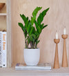 New Plant Parent Bundle