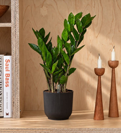 ZZ Plant & Self-watering Pot