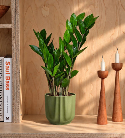 ZZ Plant & Self-watering Pot