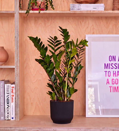ZZ Plant & Self-watering Pot