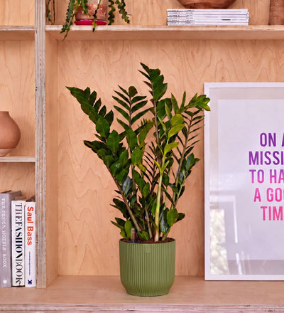 ZZ Plant & Self-watering Pot