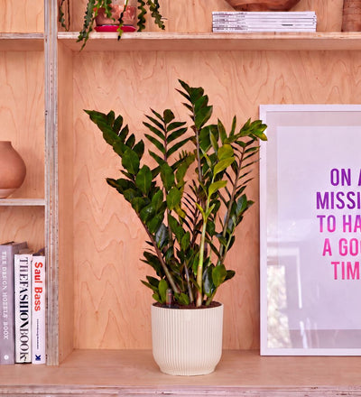 ZZ Plant & Self-watering Pot