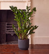 ZZ Plant & Self-watering Pot