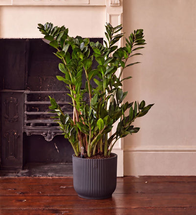 ZZ Plant & Self-watering Pot