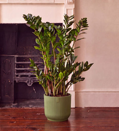 ZZ Plant & Self-watering Pot