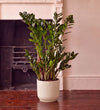 ZZ Plant & Self-watering Pot