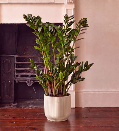 ZZ Plant & Self-watering Pot