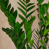 ZZ Plant & Pot