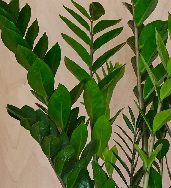 ZZ Plant & Pot