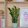ZZ Plant & Pot