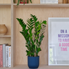 ZZ Plant & Pot