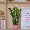 ZZ Plant & Pot