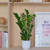 ZZ Plant & Pot