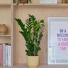 ZZ Plant & Pot