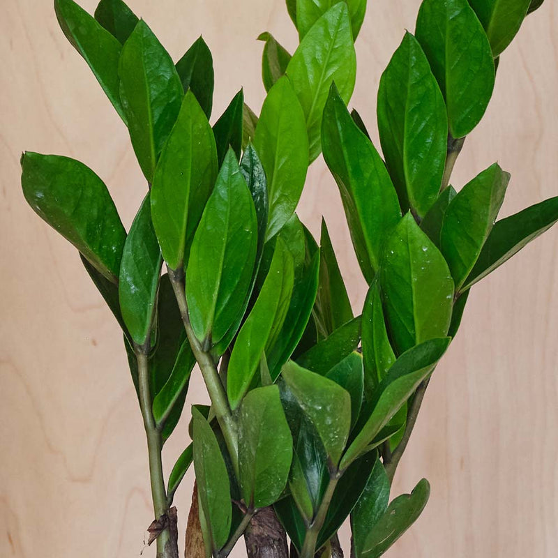 ZZ Plant & Pot