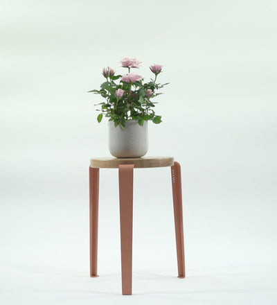 Rose Plant